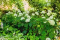 Hydrangea arborescens 'Grandiflora', Schneeballhortensie, weiß, 60–100 cm