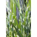 Miscanthus Sinensis Strictus Zebragras 3-5 Liter Container