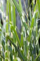 Miscanthus sinensis 'Strictus', Zebragras, 3-5 Liter Container