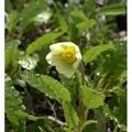 Silberwurz Sudermann - Dryas suendermannii