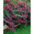 Origanum Laevigatum Herrenhausen Dost Ca. 9x9 cm Topf