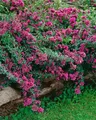 Origanum laevigatum 'Herrenhausen' 9x9 cm Topf – Winterhart, Mehrjährig, Pflegeleicht – Zier-Oregano – Staude für Beet & Steingarten