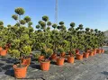 Cupressocyparis Leylandii Gold Rider Pom Pon – 220 cm – Winterhart