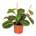 Bloomique - Maranta Tricolor - Gebetspflanze - Zimmerpflanzen - Luftreinigend - Höhe 10-15 cm - Topf 12 cm