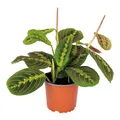 Bloomique - Maranta Tricolor - Gebetspflanze - Zimmerpflanzen - Luftreinigend -