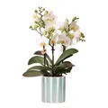 Exotenherz Zimmerpflanze Weiße Phalaenopsis Orchidee Lausanne + Painted Stripe Topf Türkis 9cm
