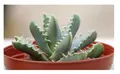 10x Faucaria tigrina Kaktus Sukkulenten Garten Pflanze - Samen B1484