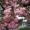 Japanische Nelkenkirsche Kanzan 80-100cm - Prunus serrulata