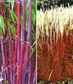 BALDUR Garten 2er Gräser-Kollektion winterhart, Pflanzen im Topf, besteht aus je 1 Pflanze roter Bambus Chinese Wonder Fargesia jiuzhaigou No.1 und Ziergras Indian Summer Chinaschilf, mehrjährig