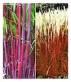 BALDUR Garten 2er Gräser-Kollektion winterhart, Pflanzen im Topf, besteht aus je 1 Pflanze roter Bambus Chinese Wonder Fargesia jiuzhaigou No.1 und Ziergras Indian Summer Chinaschilf, mehrjährig