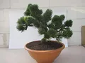 Pinus mugo Jacobsen - zwergige Latschenkiefer Jacobsen