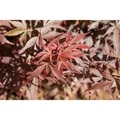 Acer Palmatum Skeeters Broom Japanischer Ahorn 80–100 cm