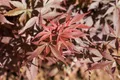 Acer palmatum 'Skeeters Broom', Japanischer Ahorn, 80–100 cm