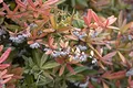 Berberis julianae 25-30 cm – Winterhart, Immergrün, Mehrjährig – Berberitze – Heckenpflanze für Garten & Sichtschutz