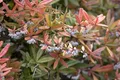 Pflanzen für Dich Gehölze Berberis julianae, 1 St., Julianes Berberitze, Immergrüne Berberitze