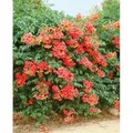 Campsis Radicans Grandiflora Trompetenblume Orange 60–100 cm