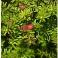 Schnee Steineibe 40-60cm - Podocarpus nivalis