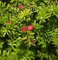 Schnee Steineibe 40-60cm - Podocarpus nivalis