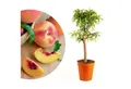 Meine Orangerie Obstpflanze Zwergobst Stämmchen - diverse Sorten, mehrjähriger Obstbaum, winterhartes Zwergobstbäumchen für Garten, Balkon oder Terrasse