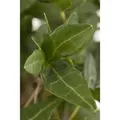 Hedera Helix Efeu Immergrün Ca. 9x9 cm Topf