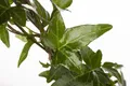 Hedera helix, Efeu, immergrün, ca. 9x9 cm Topf