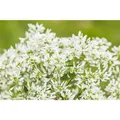Euphorbia 'Diamond Frost` - Euphorbia hypericifolia - Zauberschnee™, im Topf 12