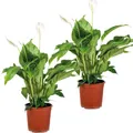 Bloomique - 2er-Set - Spathiphyllum Torelli - Friedenslilie - Einblatt Zimmerpflanze - Zimmerpflanzen - Luftreinigend - Höhe 60-70 cm - Topf 17 cm