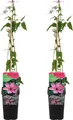 Bloomique - 2er-Set - Clematis Hagley Hybrid - Waldrebe - Rosa - Kletterpflanzen - Gartenpflanzen - Winterhart - Topf 15 cm - 70-80 cm hoch