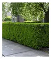 BALDUR Garten 1x Eiben-Hecke, Pflanze im 9x9 cm-Topf, Taxus baccata, winterhart, Heckenpflanze, immergrün, für Standort im Schatten geeignet, Sichtschutz, weiche Nadeln
