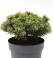 Zwerg Kiefer Sherwood Compact 20-25cm - Pinus mugo