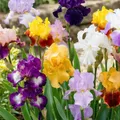 Schwertlilien Winterhart Mehrjährig - Iris Germanica Kollektion - 5 Wurzeln - Stauden Winterhart Mehrjährig - Nacktwurzel Pflanzen aus Holland - für Garten (kein Samen, Zwiebeln und nicht künstlich)