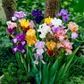 Schwertlilien Iris Blumenzwiebeln Winterhart - Germanica - 5 Stück - Mehrfarbig