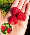 BALDUR Garten Obstpflanze Himbeere Enrosadira® 'Endlosernte', 1 St., Selbstbefruchtend, essbar, winterhart, mehrjährig, pflegeleicht