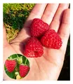 Himbeere Enrosadira® "Endlosernte",1 Pflanze, winterhart, Dauerernte