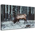 Leinwanddruck Tiere Kanadischer Hirsch 80x50