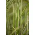 Miscanthus Sinensis Variegatus Chinaschilf Ca. 11x11 cm Topf