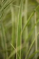 Pflanzen für Dich Gräser Miscanthus sinensis Variegatus, 1 St., Chinaschilf, Zebraschilf, Silberfedergras, weißgestreift, horstbildend
