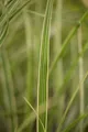Miscanthus sinensis 'Variegatus', Chinaschilf, ca. 11x11 cm Topf