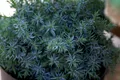 Pflanzen für Dich Konifere Juniperus chinensis Blue Alps, 1 St., Chinesischer Wacholder, blaugrün, frosthart