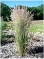 Stauden Gänge 1 x Calamagrostis x acutiflora 'Overdam' im 1 Liter Topf (Ziergras/Gräser/Winterhart/Mehrjährig) Buntes Reitgras - Kontrastreiche Schönheit für Beete und Rabatten - Sichtschutz