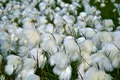 Stauden Gänge 1 x Eriophorum angustifolium 1 Liter (Ziergras/Gräser/Stauden) Wollgras