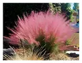 Stauden Gänge 10 x Muhlenbergia capillaris im 1 Liter Topf (Ziergras/Gräser/Winterhart/Mehrjährig/Staude) Rosa Haargras - Rosa Wolken, die den Garten verzaubern - Blickfang