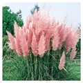 Stauden Gänge 10 x Cortaderia selloana 'Rosea' im 1 Liter Topf (Ziergras/Gräser/Winterhart/Mehrjährig/Immergrün) Rosa Pinkes Pampasgras - Luftige Blütenwolken in sanftem Rosé