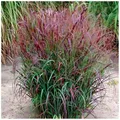 Stauden Gänge 5 x Panicum virgatum 'Squaw' im 1 Liter Topf (Ziergras/Gräser/Winterhart/Mehrjährig/Staude/Stauden) Feuerrote Rutenhirse - Ziergras mit leuchtendem Farbenspiel