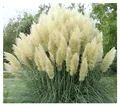 Stauden Gänge 5 x Cortaderia selloana 'White' im 1 Liter Topf (Ziergras/Gräser/Winterhart/Mehrjährig/Immergrün) Weißes Pampasgras - Majestätische, schneeweiße Federn für Ihren Garten