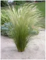 Stauden Gänge 1 x Stipa tenuissima 'Pony Tails' im 1 Liter Topf (Ziergras/Gräser/Winterhart/Mehrjährig/Staude/Stauden) Federgras - Leichtigkeit und Eleganz in jedem Garten