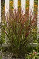 Stauden Gänge 10 x Panicum virgatum 'Cardinal' im 1 Liter Topf (Ziergras/Gräser/Winterhart/Mehrjährig/Staude/Stauden) Rote Rutenhirse - Ziergras mit intensiven Rottönen - NEUE SORTE