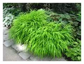 Stauden Gänge 1 x Hakonechloa macra im 1 Liter Topf (Ziergras/Gräser/Staude/Winterhart/Bodendecker/Mehrjährig) Japanisches Berggras - Ziergras mit Anmut und fernöstlichem Flair - Japangarten