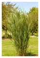 Stauden Gänge 10 x Panicum virgatum 'Northwind' im 1 Liter Topf (Ziergras/Gräser/Winterhart/Mehrjährig/Staude) Reisen Rutenhirse - TOP SORTE/EXTREM AUFRECHT - Perfekt für als Sichtschutz