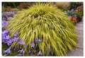 Stauden Gänge 10 x Hakonechloa macra 'Aureola' im 1 Liter Topf (Ziergras/Gräser/Staude/Winterhart/Bodendecker/Mehrjährig) Japanisches Gold Berggras - Goldgestreifte Harmonie für zeitlose Gärten